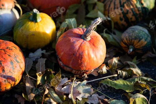 Preview: pumpkins in autumn Thanksgiving card