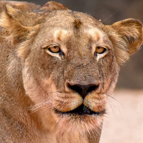 Preview: African Lioness