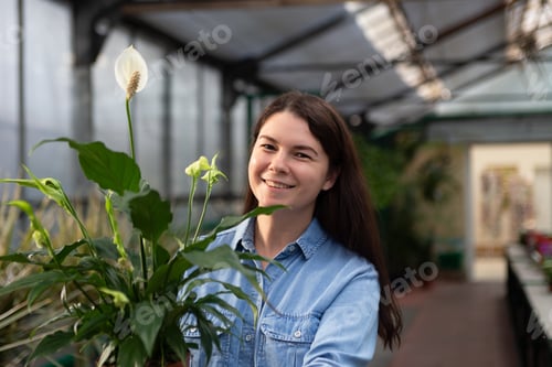 Preview: Portrait of smiling woman in greenhouse with spathiphyllum in the pot.