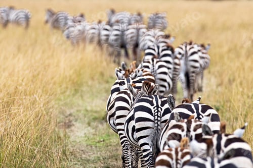 Preview: Herd of Migrating Zebra in Africa