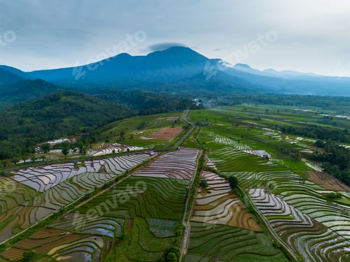 Preview: indonesia beauty landscape paddy fields in north bengkulu natural beautiful morning view from asia