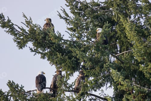 Vista previa: Árbol de águila calva