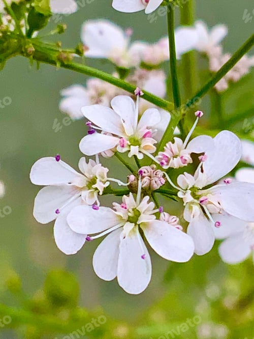 Preview: Light pink flowers on coriander plants closeup