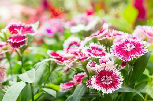 Preview: Dianthus flower , flower blossom in the garden , beautiful colorful flowers