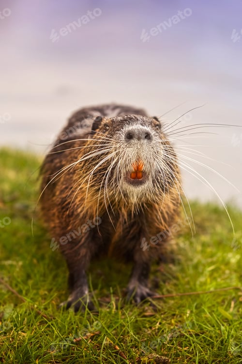 Preview: eurasian beaver