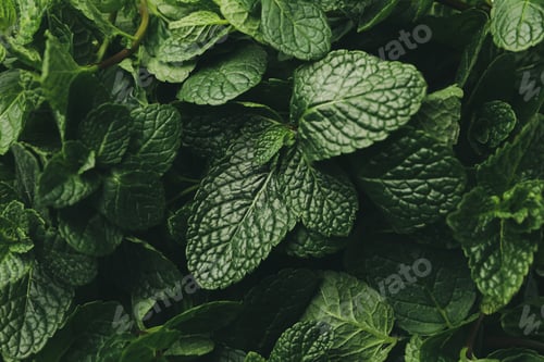 Preview: Fresh green mint texture background, close up