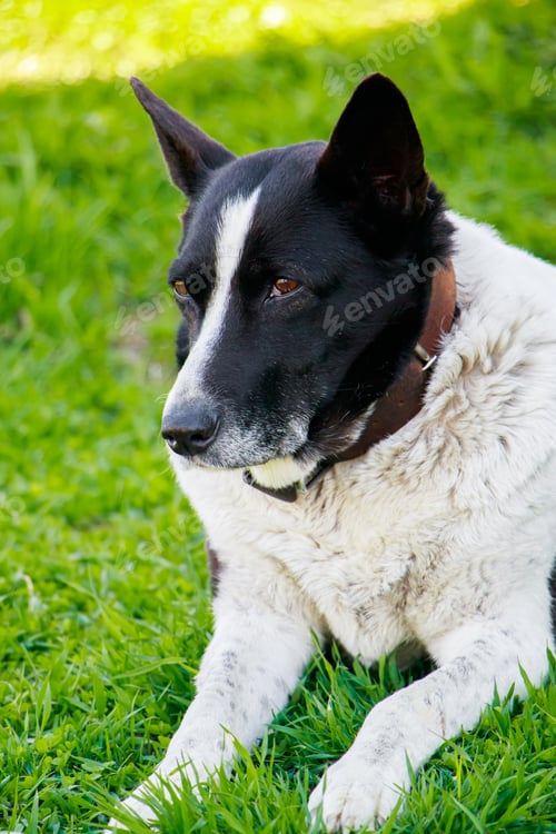 Preview: Large domestic dog lies on the grass near the house. Pet in nature.