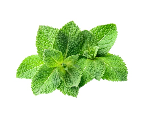 Fresh Green Mint Leaves on a White Background