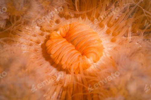 Preview: Macro Picture of Orange Plumose Anemone in Pacific Northwest Ocean