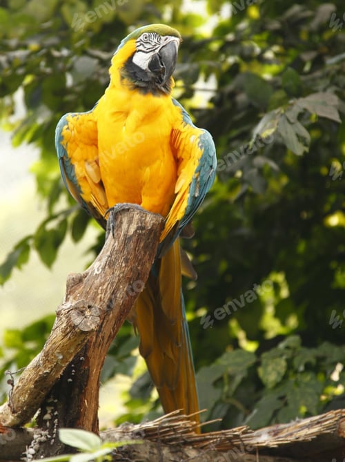 Preview: bird, parrot, Scarlet, Macaw