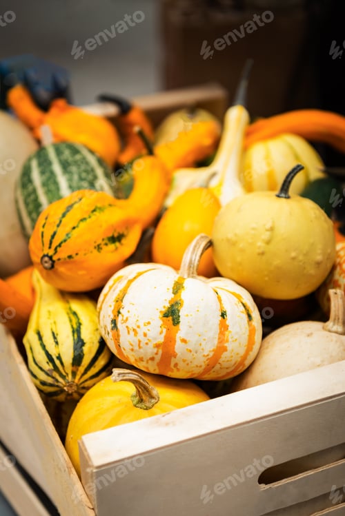 Preview: colorful ornamental pumpkins, gourds and squashes in the market