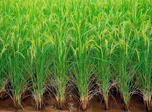 Preview: Rice field