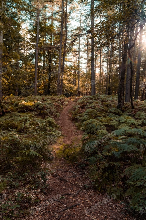 Preview: Scenic outdoor pathway meandering through a lush forest of tall trees