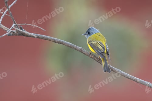 Preview: Canary-flycatcher bird perched on a branch
