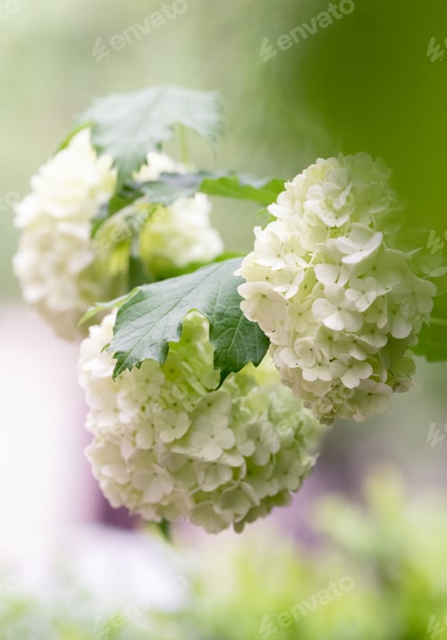 Preview: Garden flowers