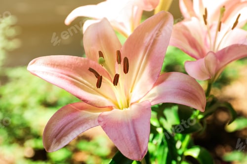 Preview: Beautiful blooming lily flowers in garden, closeup