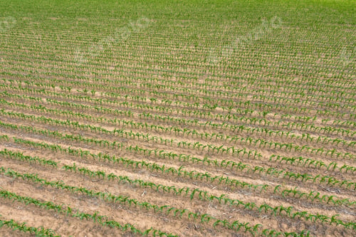 Preview: Aerial view of Corn Crop