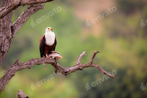 Preview: An African fish eagle, Haliaeetus Vocifer, stands on a bare tree brach, fish under its foot, looking