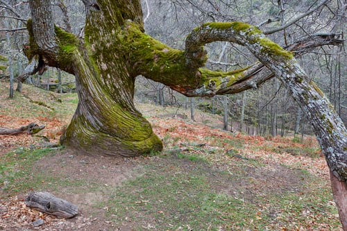 Preview: Centuries old chestnut tree on Ambroz valley. Amazing nature. Spain