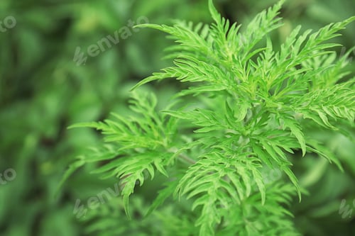 Preview: Ragweed plant (Ambrosia genus) outdoors. Seasonal allergy