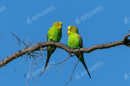 Preview: Two exotic vibrant green and yellow colored parrots perched on a barren brown branch.