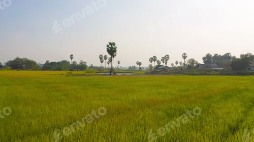 Preview: Fresh paddy rice, green agricultural field in countryside or rural area in Asia. Nature landscape.