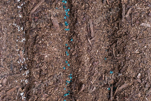 Preview: Edible plant seeds in soil close up top view.