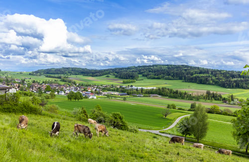Preview: Cows graze on meadows on hills against the backdrop of a village