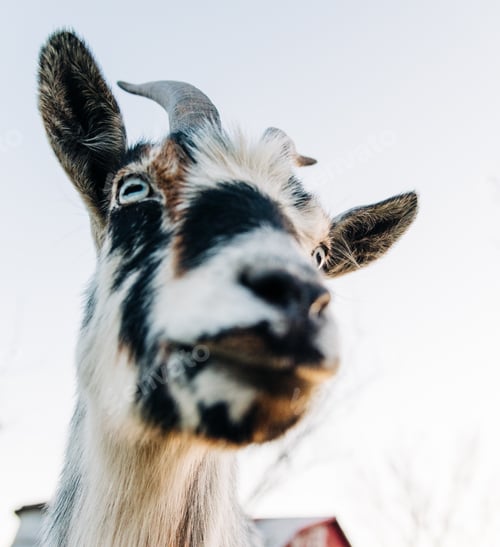 Preview: A picture of a goat taking from below
