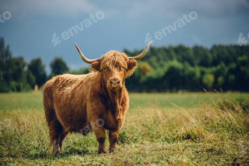 Preview: Beautiful beige bull standing in the green field