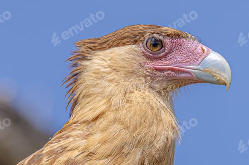 Preview: Stunning close-up shot of a beautiful caracara bird perched against a stunning blue sky