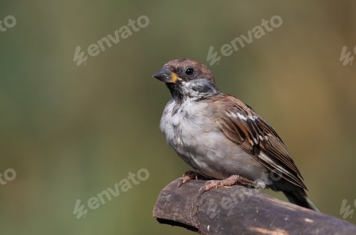 Preview: Eurasian tree sparrow, Passer montanus. A bird sits on a tree branch