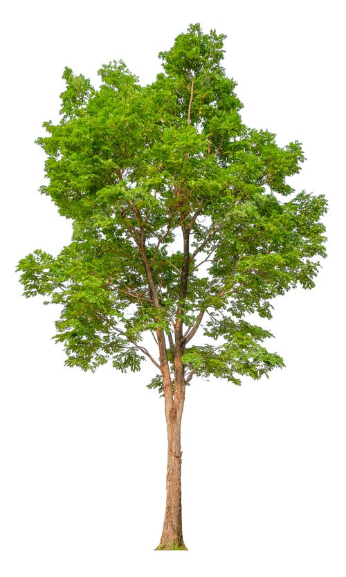 Preview: hight qaulity tree on white background