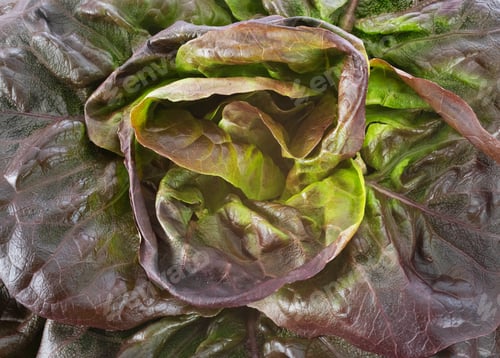 Preview: red lettuce in studio