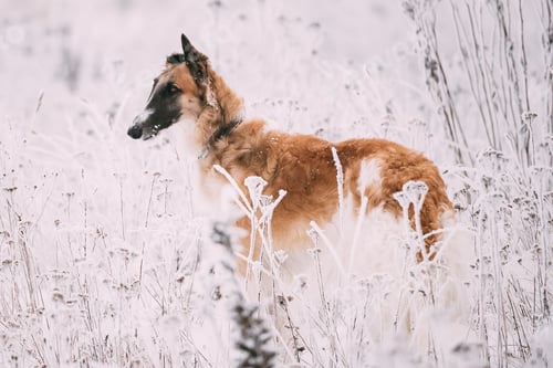 Preview: Russian Wolfhound Hunting Sighthound Russkaya Psovaya Borzaya Do