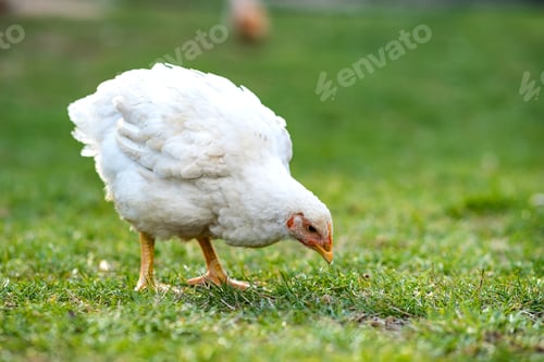 Preview: Close up of chicken standing on barn yard with green grass. Free range poultry farming concept.