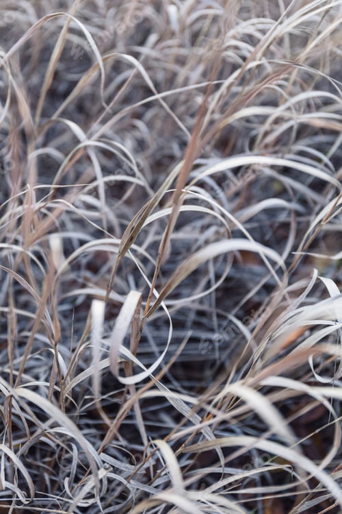 Preview: Dry grass natural background. Autumn nature.