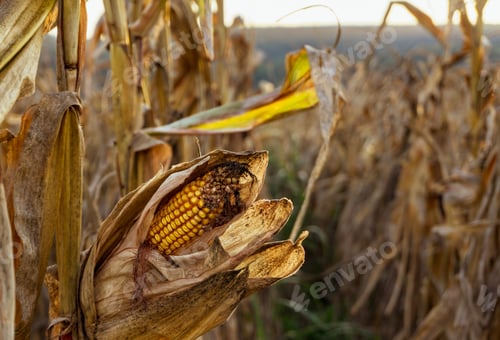 Preview: Close-up yellow ripe corn on stalks for harvest in agricultural cultivated field