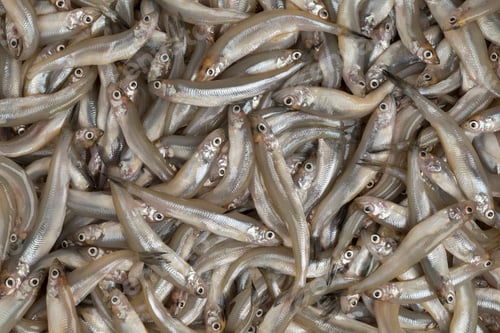 Preview: Fresh raw smelt fishes