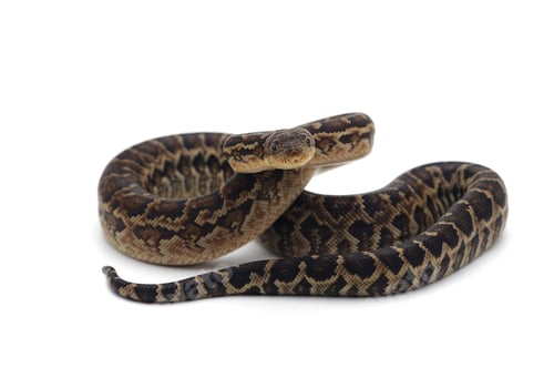 Preview: Cuban tree boa isolated on white background