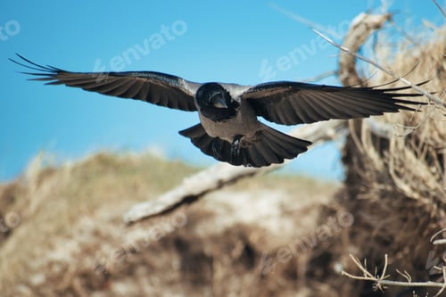 Preview: Closeup shot of a hooded crow (Corvus cornix) flying over the field