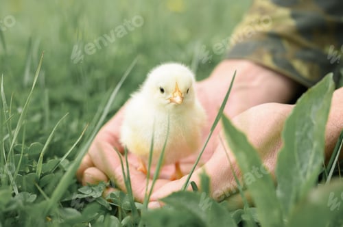 Preview: cute little tiny newborn yellow baby chick in male hands of farmer on green grass background