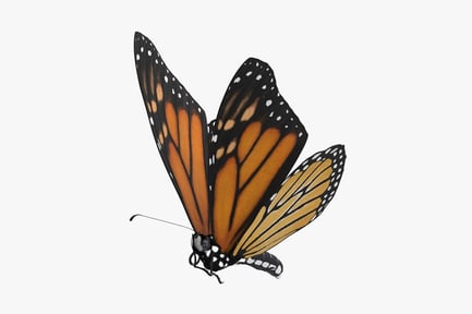 Preview: Flying Monarch Butterfly