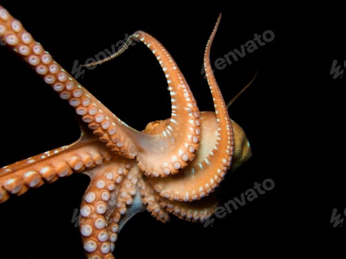 Preview: Playful octopus at night
