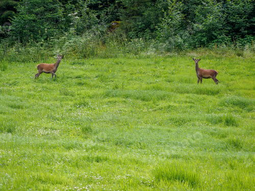 Preview: Alert pair of roe deers, capreolus capreolus wild in nature near Innerdalen valley, Norway