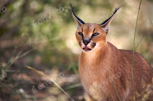Preview: Caracal