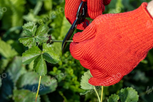 Preview: a gardener cuts a young strawberry mustache with a pruner