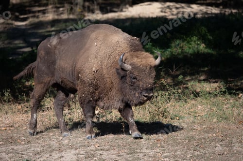 Preview: Majestic bison walking in a lush green forest area