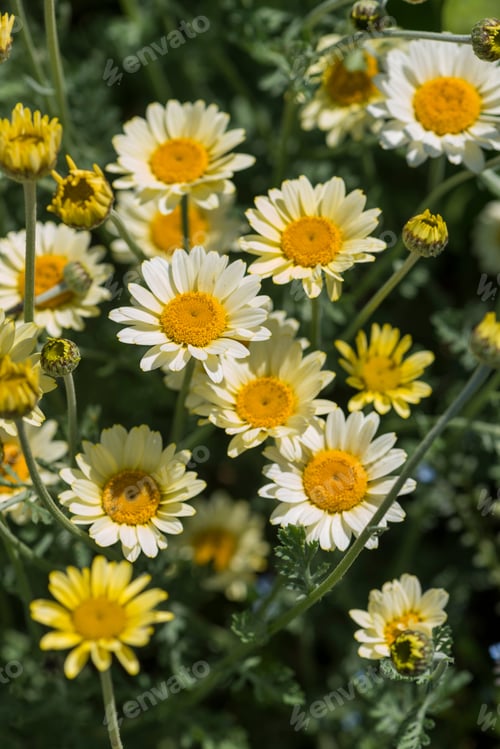 Preview: Close-up of blooming yellow and white daisies in a garden on a sunny day