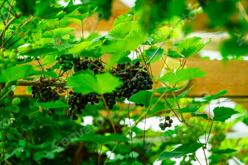Preview: Green unripe grapes growing in a vineyard greenhouse. Winemaking, house wine, background.